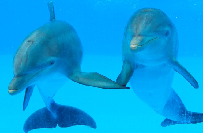 海洋馆水质处理,水族馆水处理系统