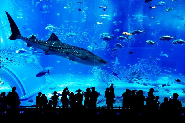 水族馆水处理系统设计规划